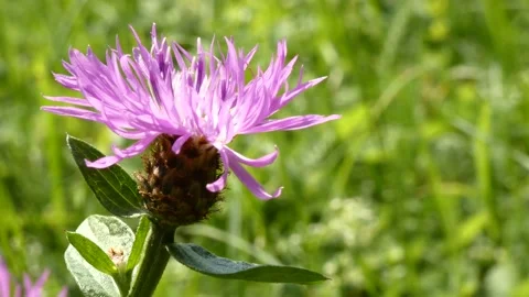 Purple knapweed Centaurea Stock Footage 175807665
