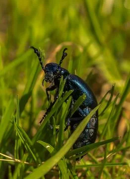 Purple Large Beetle in Grass Stock Photos