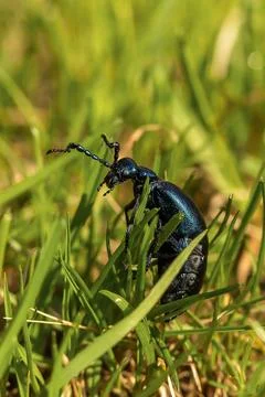 Purple Large Beetle in Grass Stock Photos