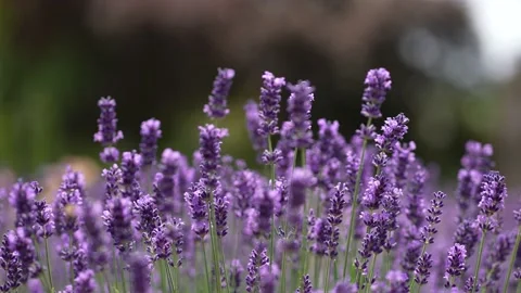 Purple Lavender 01 Stock Footage 156186449