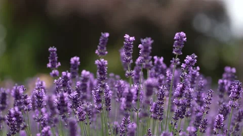 Purple Lavender 02 Stock Footage 156186670