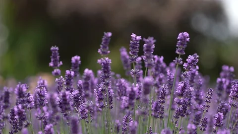 Purple Lavender 03 Stock Footage 156186723