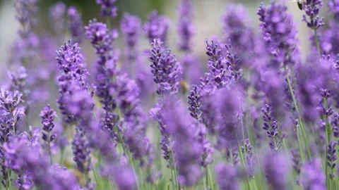 Purple Lavender 04 Stock Footage 156186704