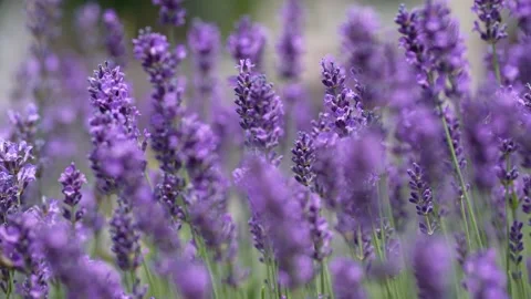 Purple Lavender 05 Stock Footage 156186711