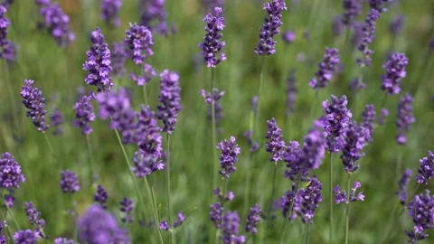 Purple Lavender 06 Stock Footage 156186619