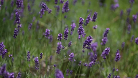 Purple Lavender 07 Stock Footage 156186925