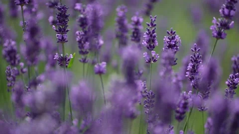 Purple Lavender 08 Stock Footage 156186760