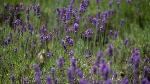 Purple Lavender 09 Stock Footage 156187194