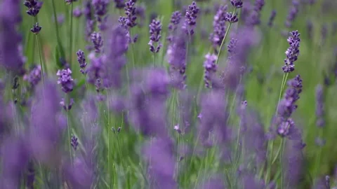 Purple Lavender 10 Stock Footage 156186884
