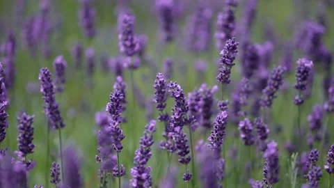 Purple Lavender 11 Stock Footage 156186891