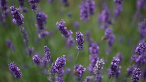 Purple Lavender 12 Stock Footage 156187230