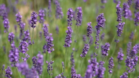 Purple Lavender 13 Stock Footage 156187374