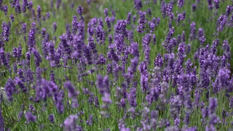 Purple Lavender 14 Stock Footage 156187417
