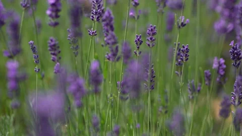 Purple Lavender 15 Stock Footage 156187213