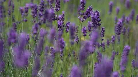 Purple Lavender 17 Stock Footage 156187339
