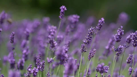 Purple Lavender 18 Stock Footage 156188277