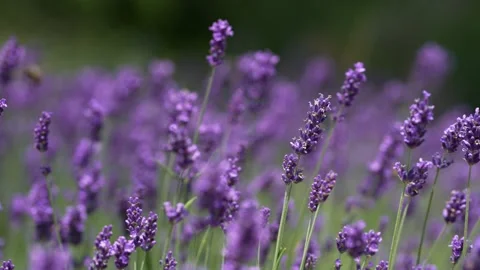 Purple Lavender 19 Stock Footage 156187754