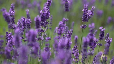 Purple Lavender 20 Stock Footage 156187922