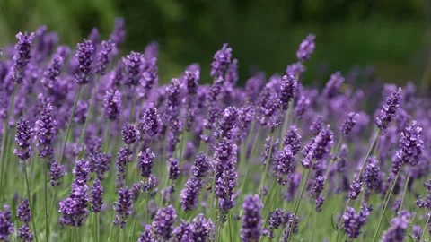 Purple Lavender 24 Stock Footage 156187893