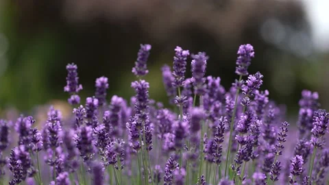Purple Lavender 25 Stock Footage 156187992