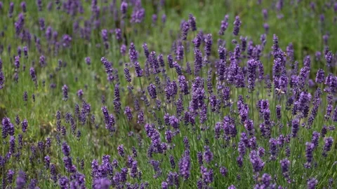 Purple Lavender 27 Stock Footage 156188097