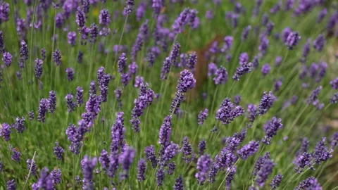 Purple Lavender 28 Stock Footage 156188196
