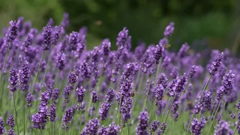 Purple Lavender 29 Stock Footage 156188275