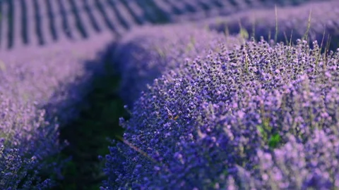 Purple lavender blooming in rows across a vast agricultural field under summer 스톡 동영상 337785894