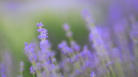 Purple lavender on a blurred green backdrop in 4K slow motion, serene and Stock Footage 291325154