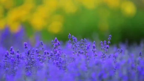 Purple lavender on a blurred green backdrop in 4K slow motion, serene and Stock Footage 291325554