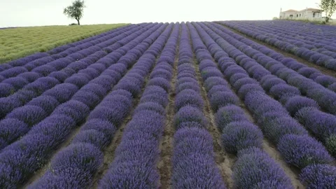 Purple lavender field at sunset. Stock Footage 133370690