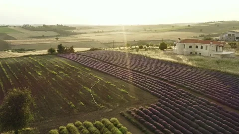 Purple lavender field at sunset. Video stock 133371865
