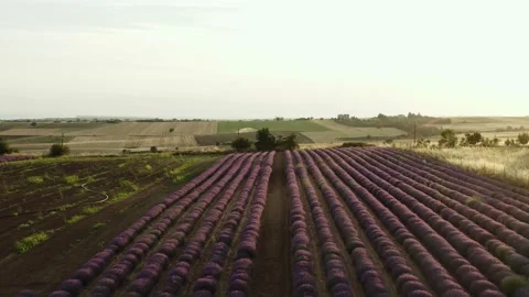Purple lavender field at sunset. Stock Footage 133372210