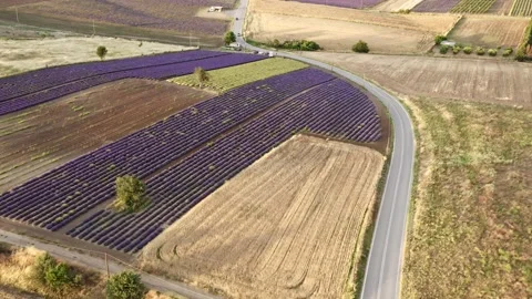 Purple lavender field at sunset. Stock Footage 133373132