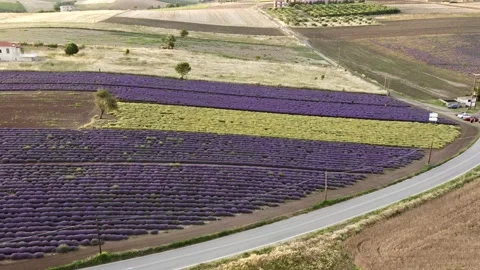 Purple lavender field at sunset. Stock Footage 133373653