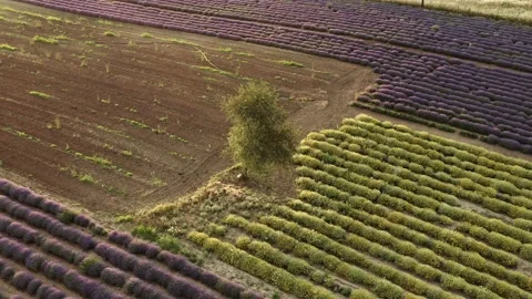 Purple lavender field at sunset. Stock-Footage 133374094