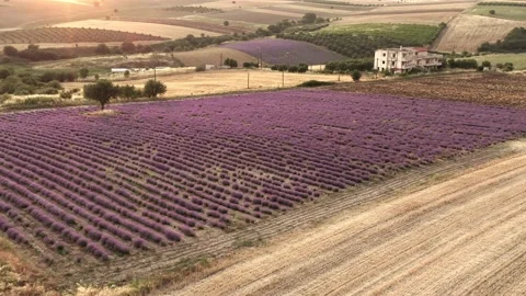 Purple lavender field at sunset. Stock Footage 133374521