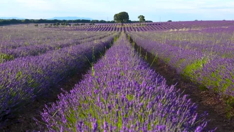 Purple Lavender Fields Flowers in Bloom in Brihuega, Guadalajara Spain Stock Footage 280221001