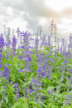 Purple lavender fields Stock Photos