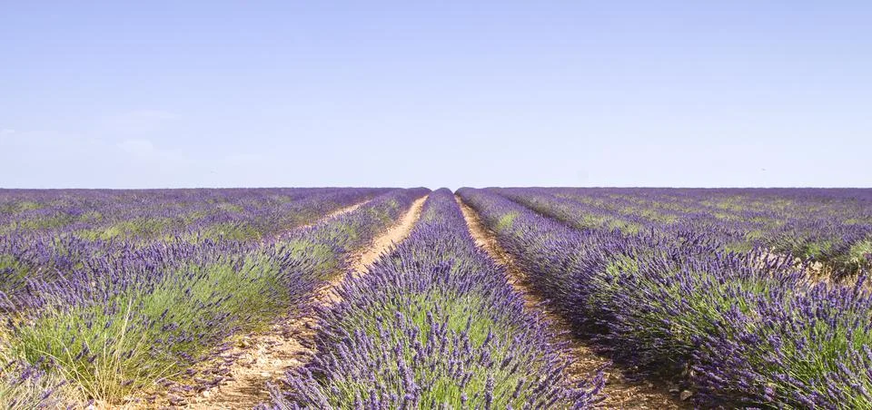 Purple lavender fields Stock Photos