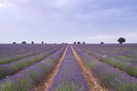 Purple lavender fields Stock Photos