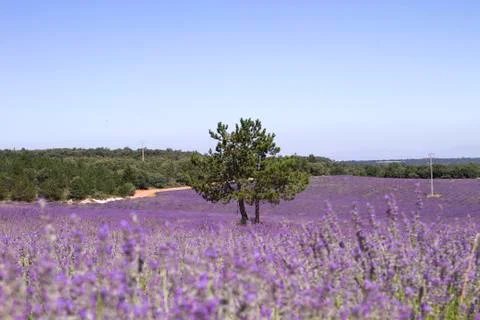 Purple lavender fields in springtime Stock Photos