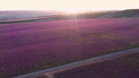 Purple lavender fields at sunset. Aerial Video Footage with Drone. Lavender Stock Footage 219976778