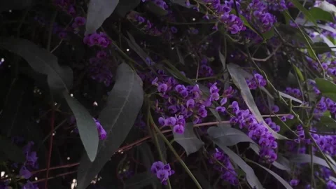 Purple Lavender Flowers in Bloom Stock-Footage 326501460