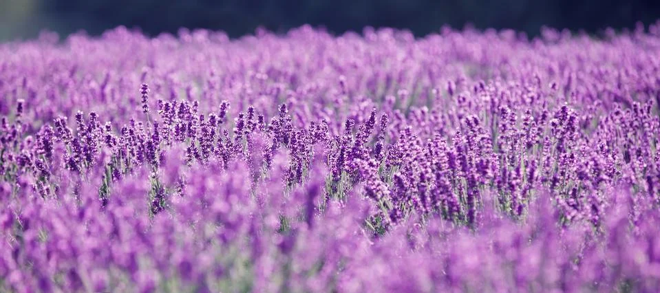 Purple lavender flowers in the field Stock Photos