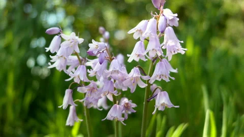 Purple lavender flowers Stock Footage 152954621