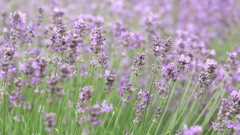 Purple lavender flowers with selective focus Stock Footage 278055860