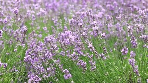 Purple lavender flowers with selective focus Stock Footage 280344243