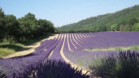 Purple Lavender Video stock 133083750