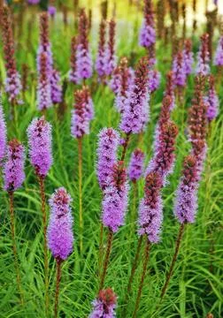 Purple lavender Foto stock